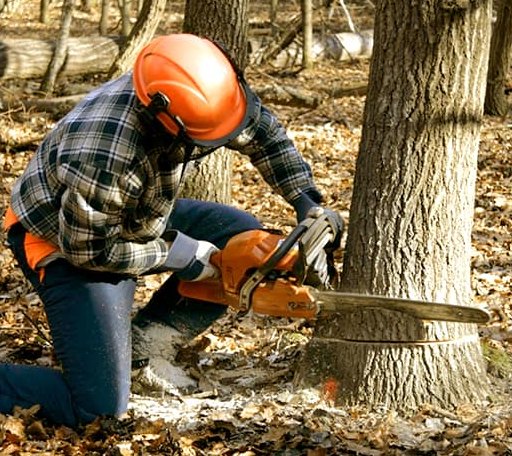 Tree Removal in Hungry Horse, MT